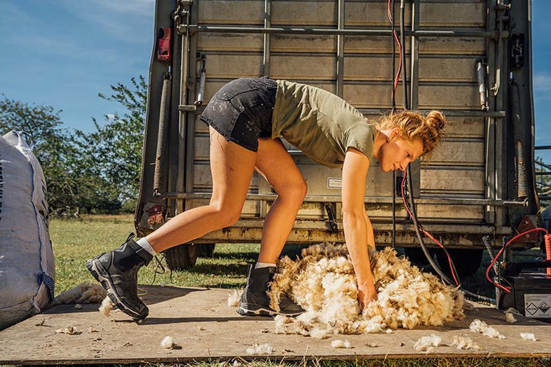 Sheep Shearing