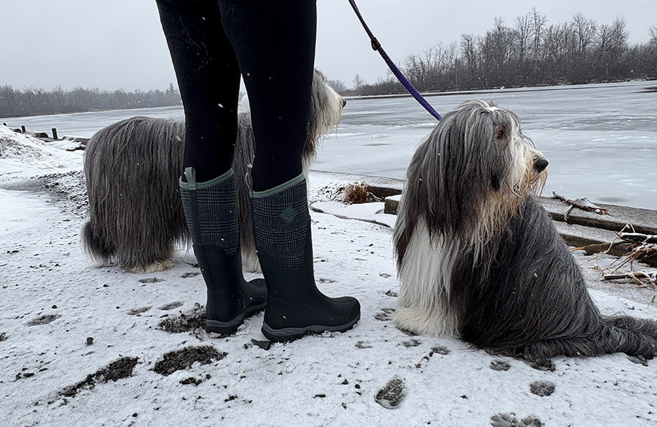 Show dogs on leash near frozen lake