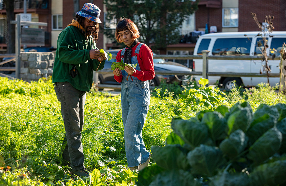 Two urban farmers comparing their leafy crops