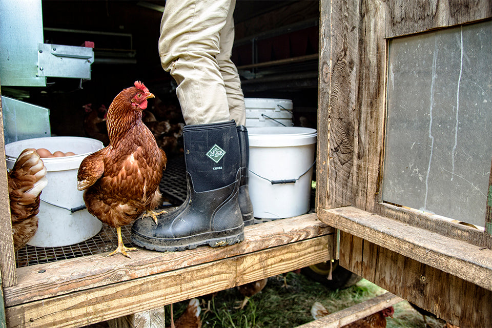 Man in chicken coup wearing Muck Chore Boots
