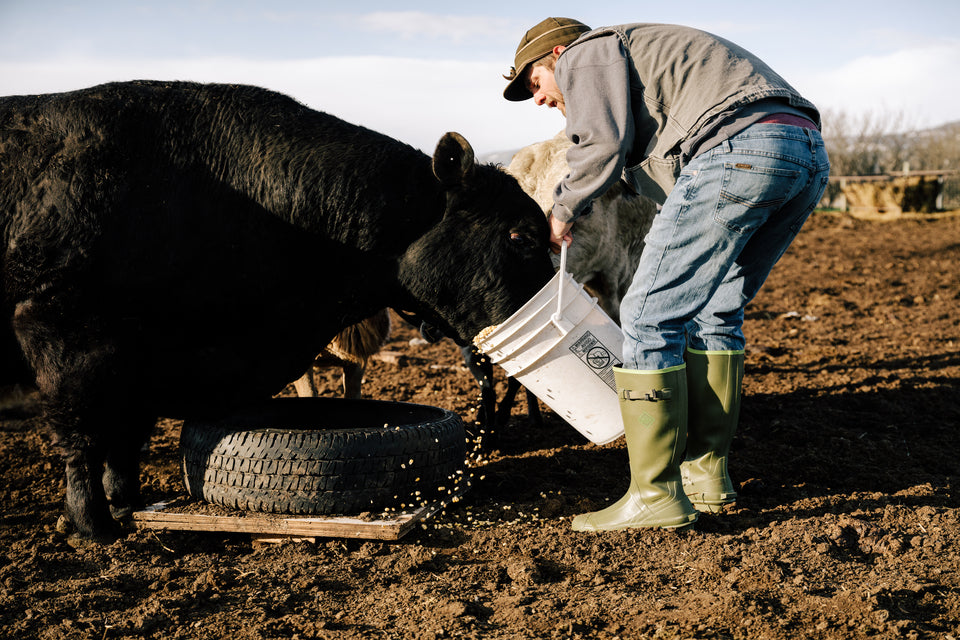 Man feeding bull wearing Muck Harvester Boots