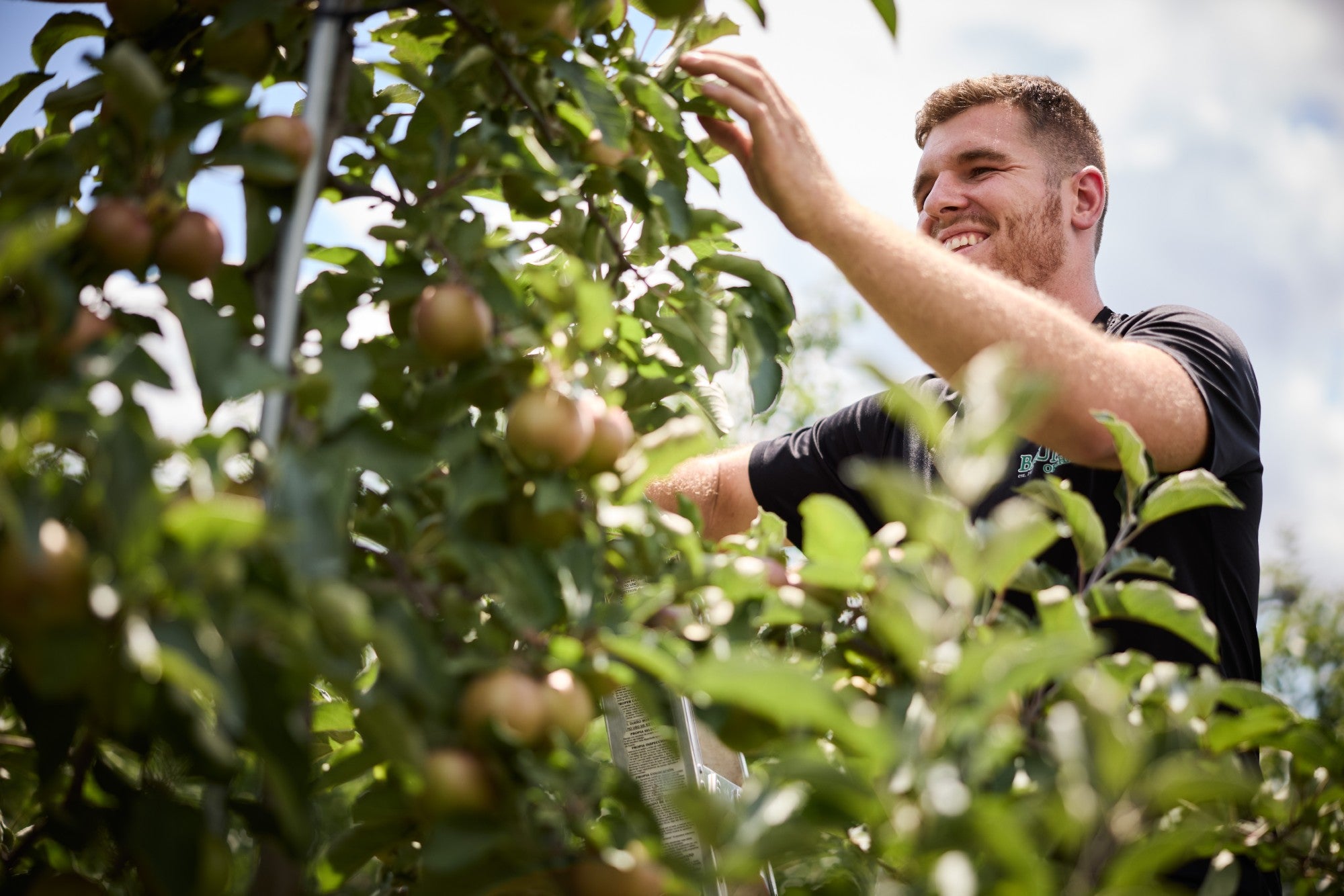 Man picking apples from a tree in an orchard