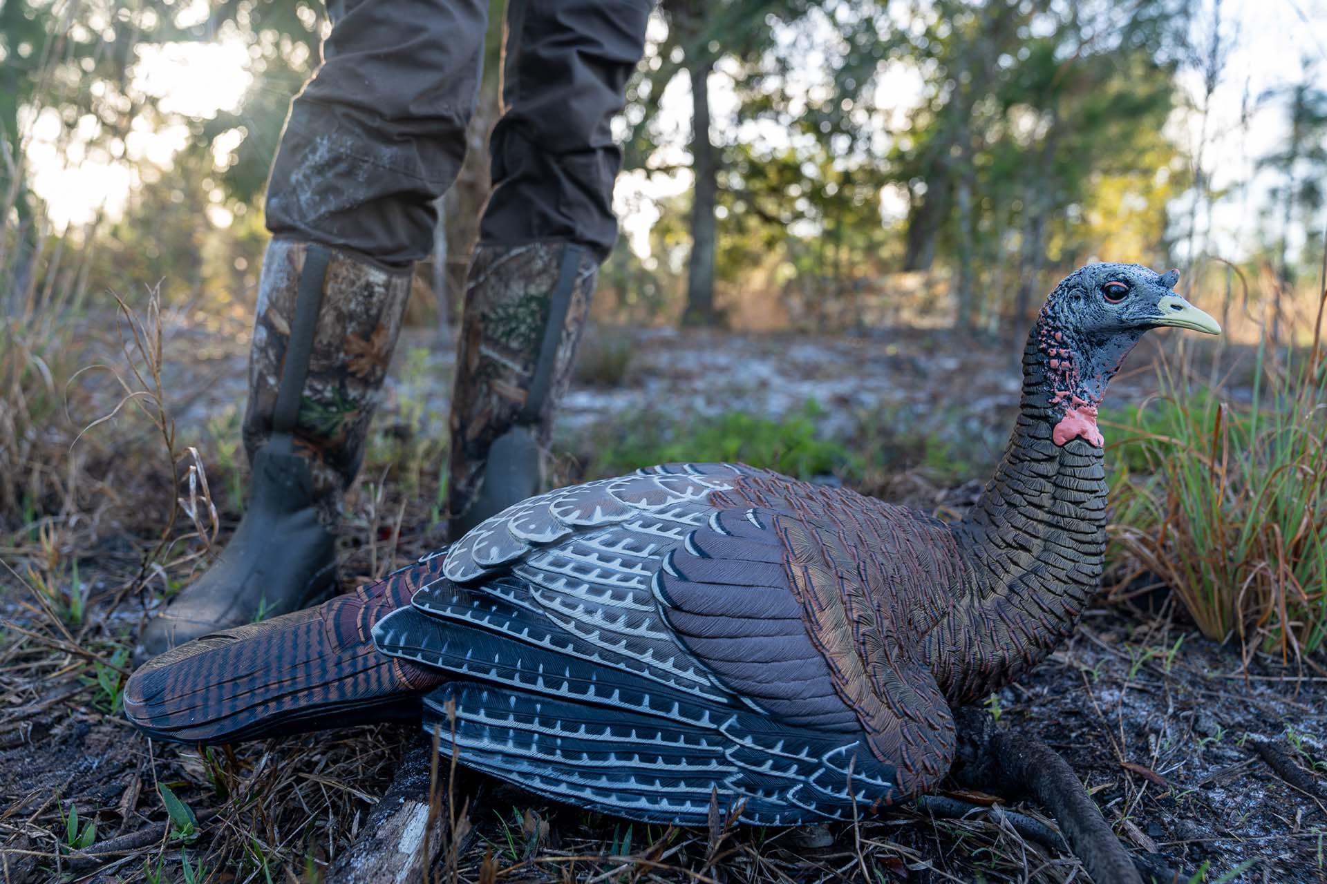 Beginner's Guide to Scouting for Turkey