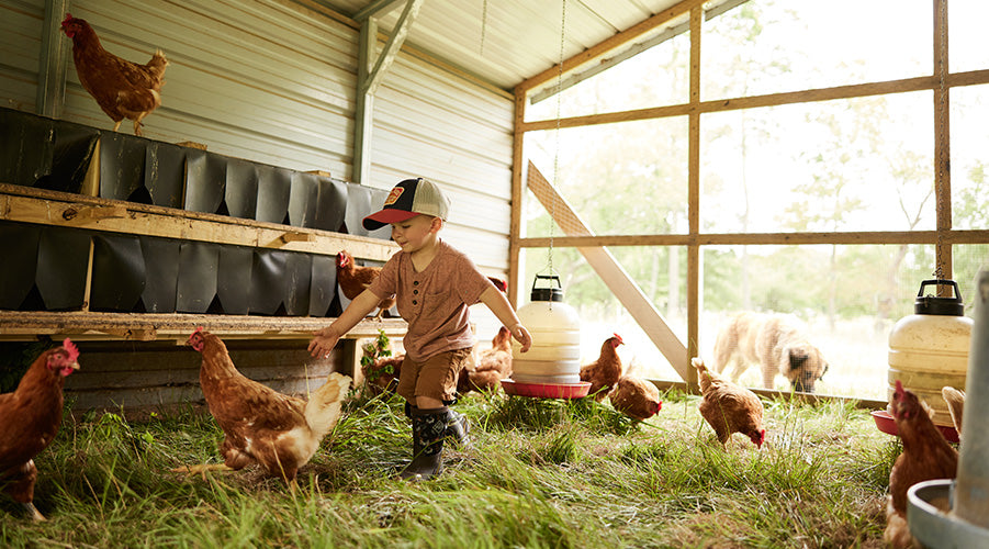 Boy chasing chickens in the coop