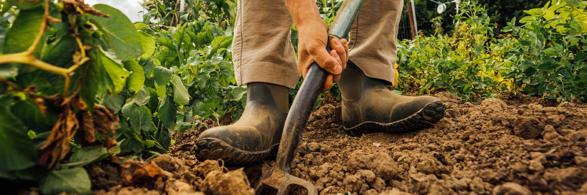 Woman kneeling wearing rubber garden boots or landscaping boots to pick lettuce.