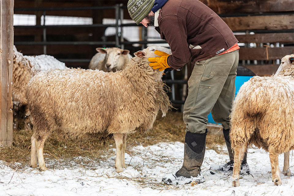 Man dressed for cold weather tending to sheep on a farm.