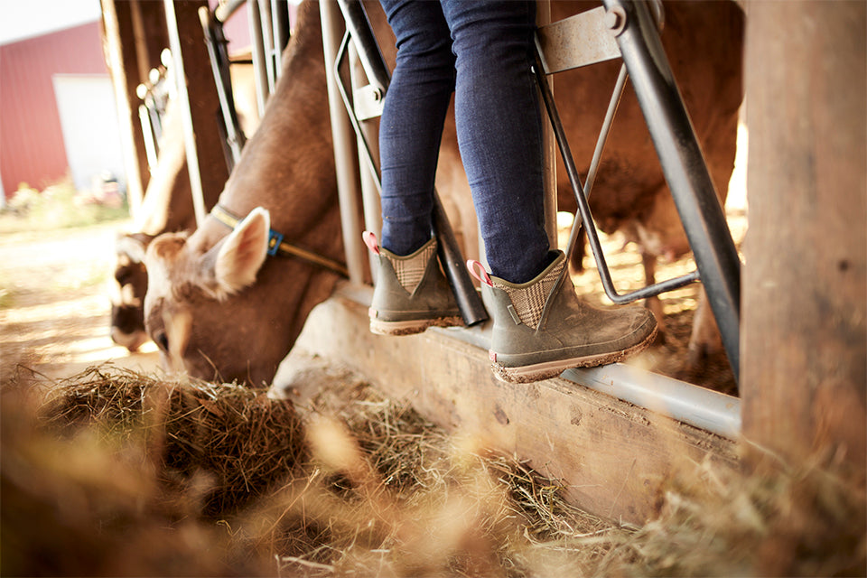 Standing in the cow barn gate wearing green and plaid ankle height muck boots