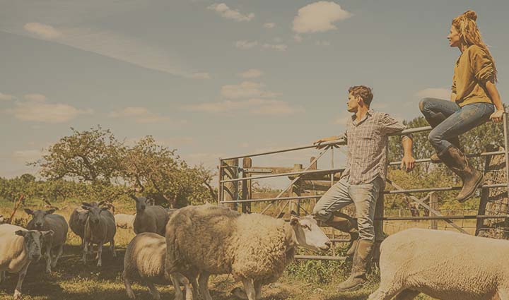 Man and women in Muck Tall Boots in sheep pen