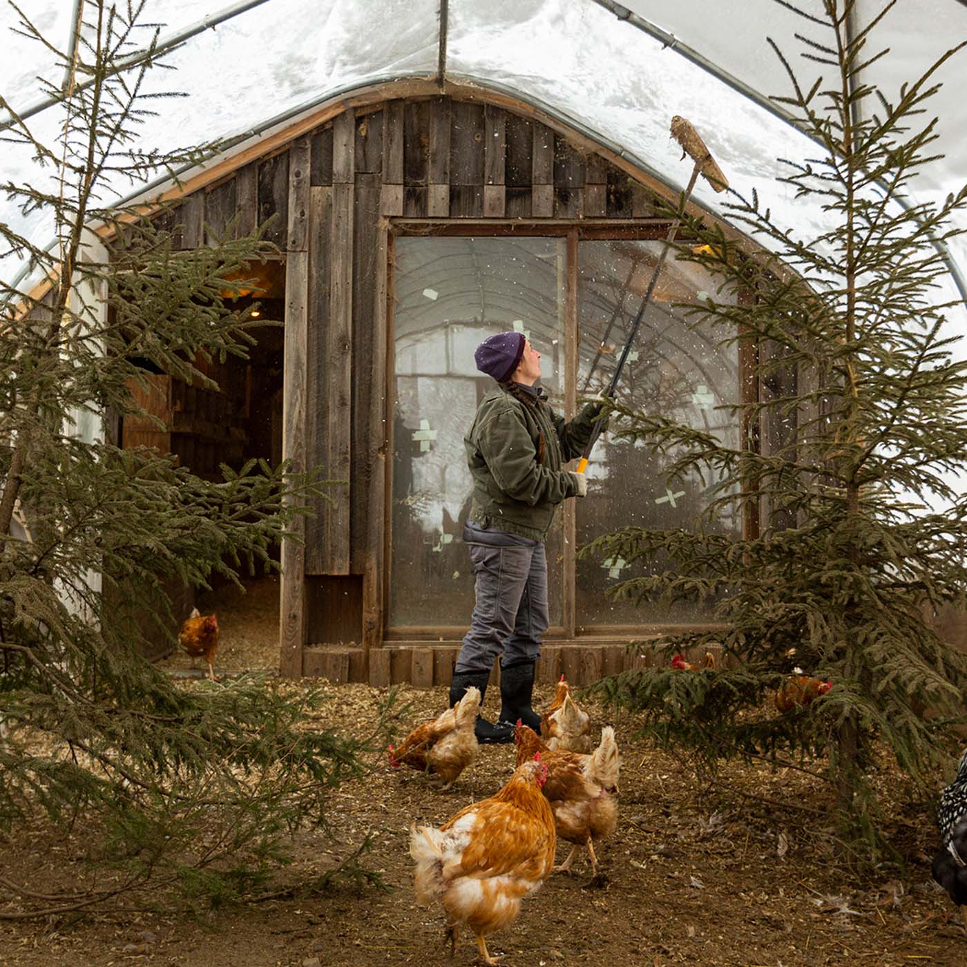 Person feeding chickens in front of a wooden cabin with snow on the roof.