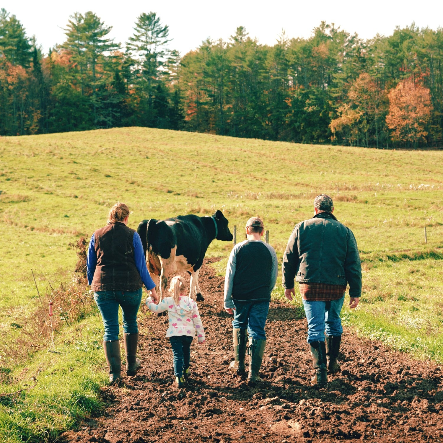 Farming family wearing Muck Boots while walking towards a cow in pasture.