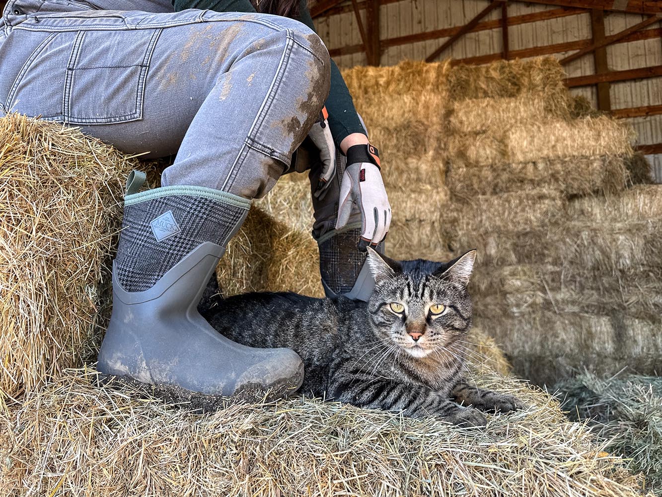 Person wearing boots and gloves interacting with a cat on hay bales in a barn.
