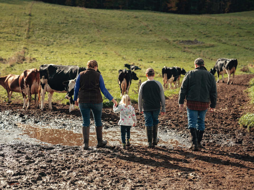 Family walking through a muddy field with cows in the background