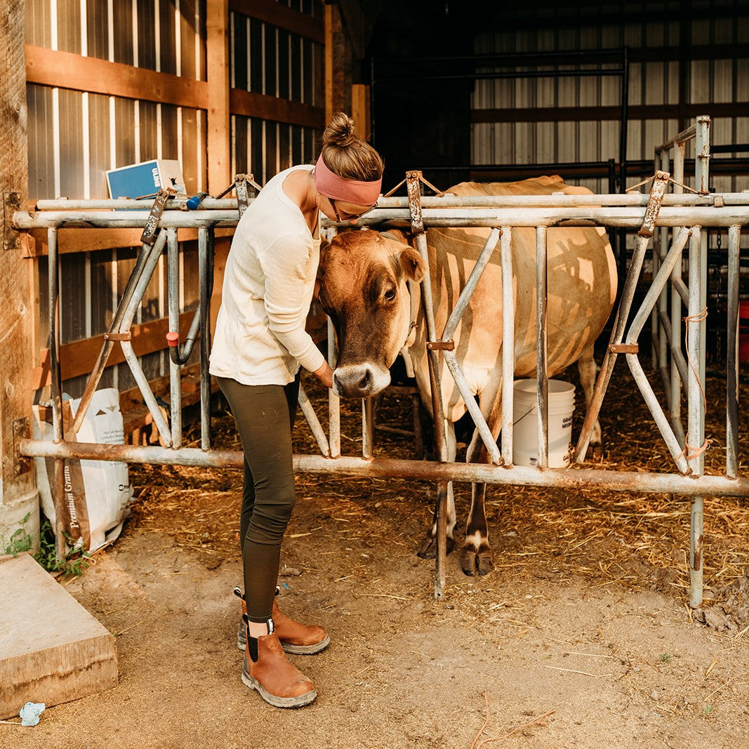 Kate Schat examining one of her cows