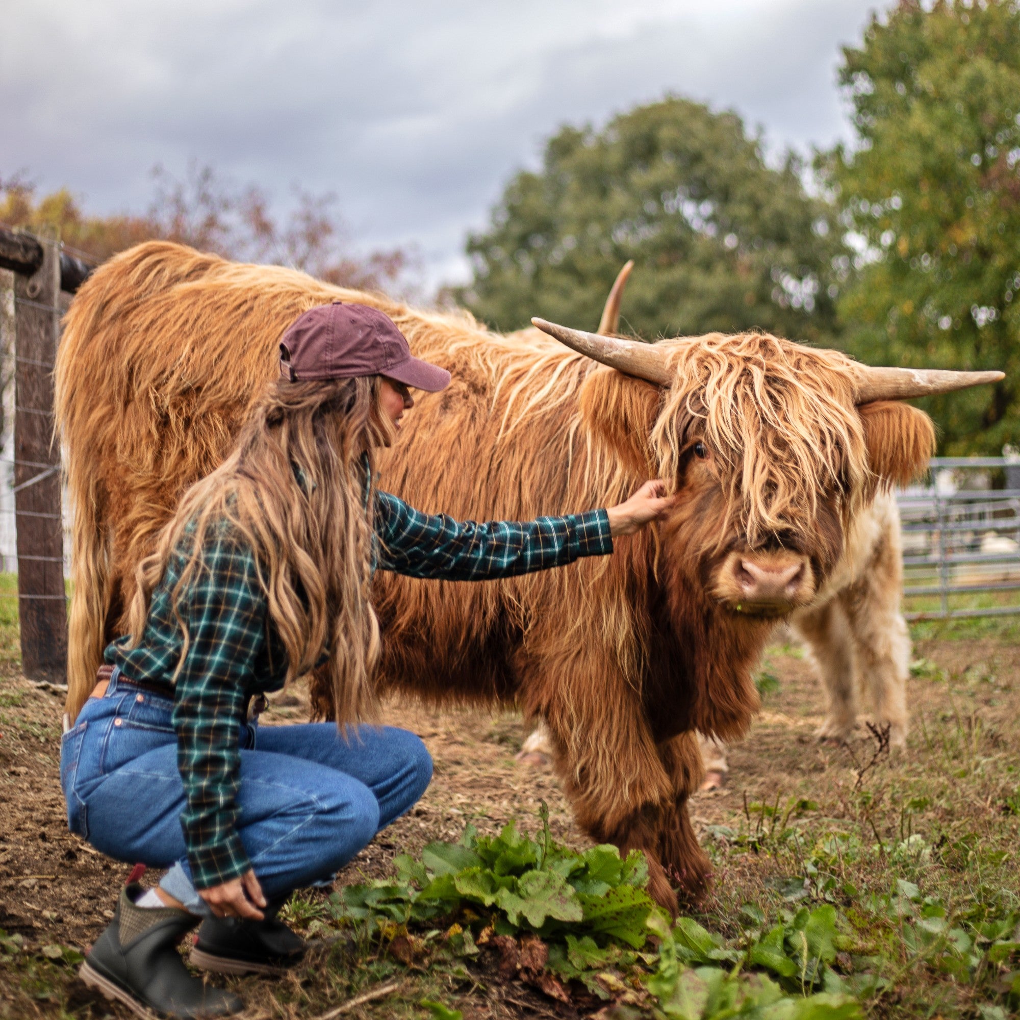 Mandy McGuire crouched next to her Scottish Highland Cow