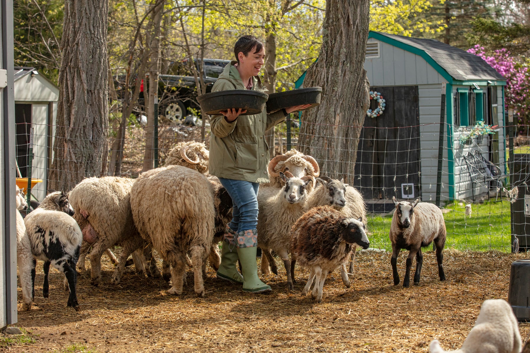 Person holding a tire and wearing tall muck boots with sheep gathered around in a rural setting