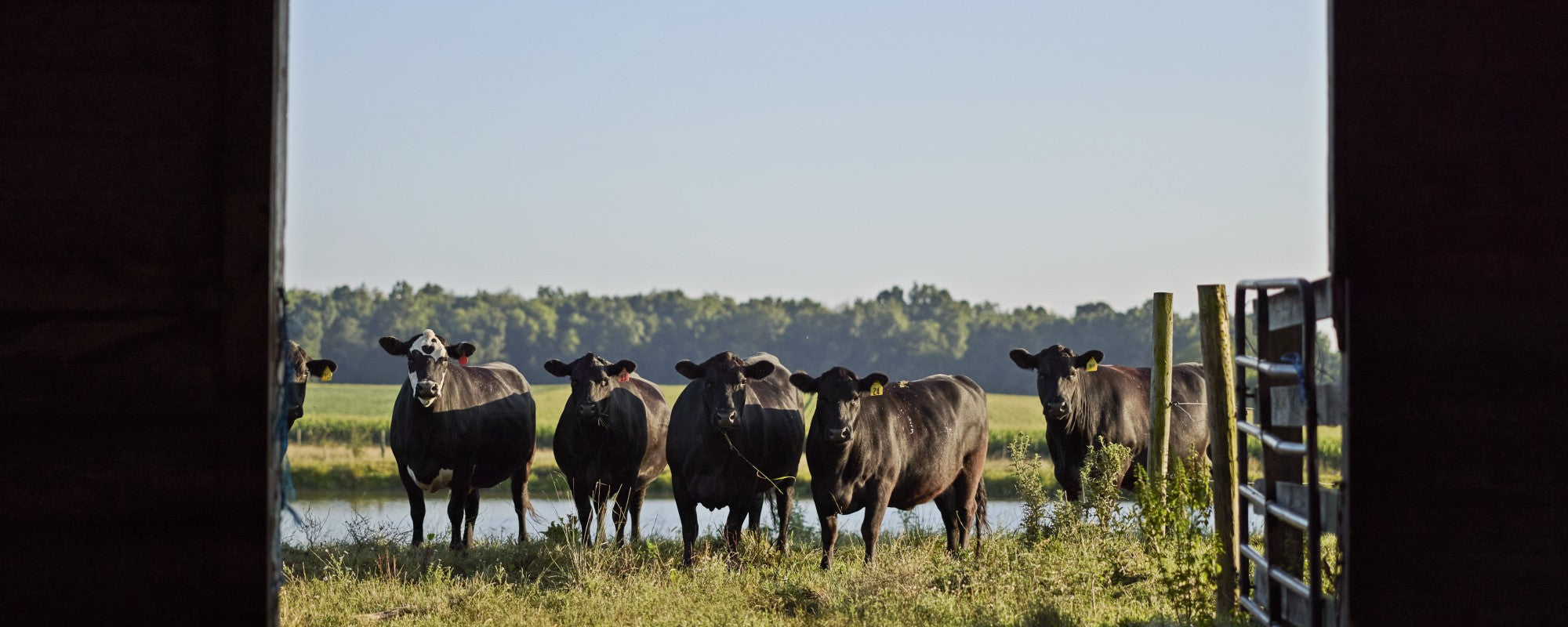 Group of cows standing in a grassy field with trees in the background