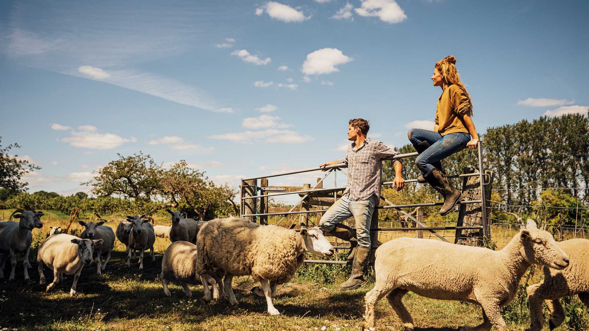 Two people on a wooden fence with sheep in a field under a blue sky.